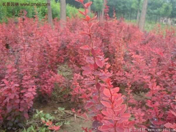江蘇基地紅葉小檗 江蘇基地紅葉小檗