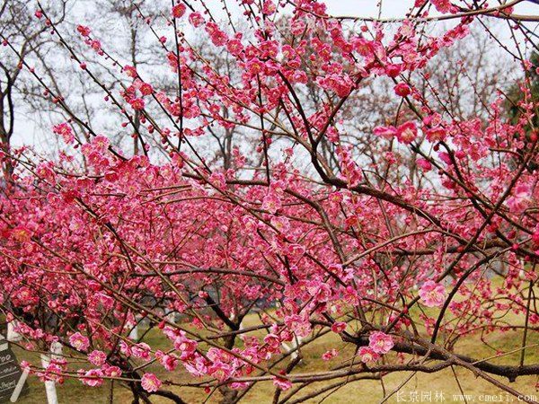 批發(fā)供應(yīng)紅梅和骨里紅梅，規(guī)格齊全、價(jià)格低