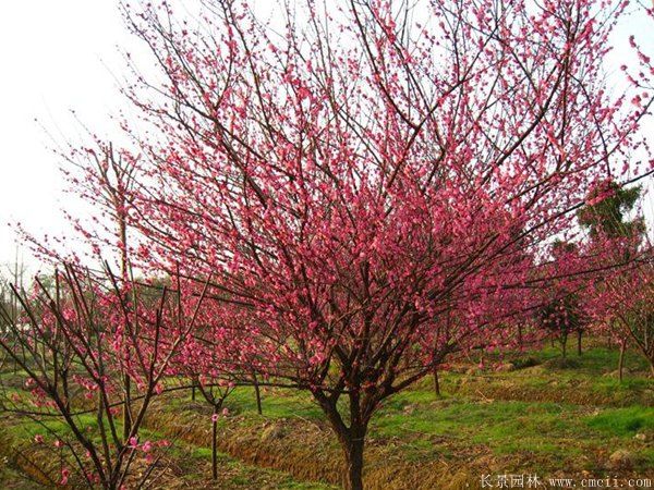 批發(fā)供應(yīng)紅梅和骨里紅梅，規(guī)格齊全、價(jià)格低
