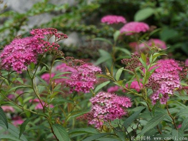 繡線(xiàn)菊