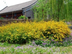 <font color='#FFFF00'>產(chǎn)地直銷的棣棠球多少錢一棵？</font>