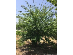 正宗紅花木槿，1~8公分規(guī)格齊全，分枝多冠幅大