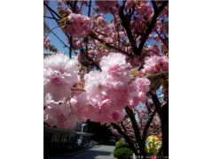 你只聽(tīng)說(shuō)日本櫻花品種有幾百個(gè)品種，可是能買