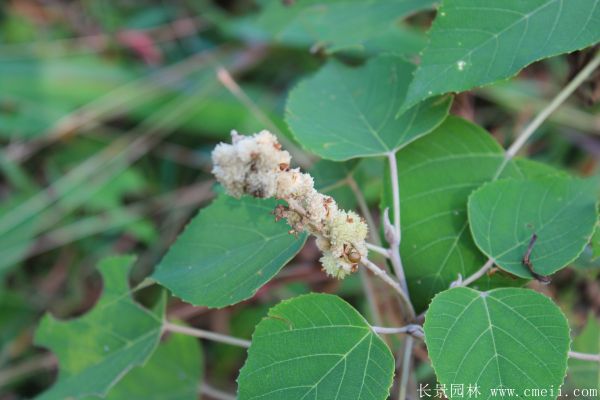 紅葉烏桕圖片紅葉烏桕基地實拍 紅葉烏桕圖片紅葉烏桕基地實拍