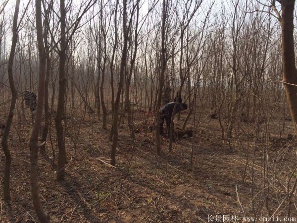 紅葉烏桕圖片紅葉烏桕基地實拍 紅葉烏桕圖片紅葉烏桕基地實拍