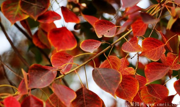 紅葉烏桕圖片紅葉烏桕基地實拍 紅葉烏桕圖片紅葉烏桕基地實拍