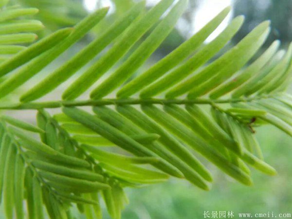水杉樹圖片水杉樹基地實拍 水杉樹圖片水杉樹基地實拍