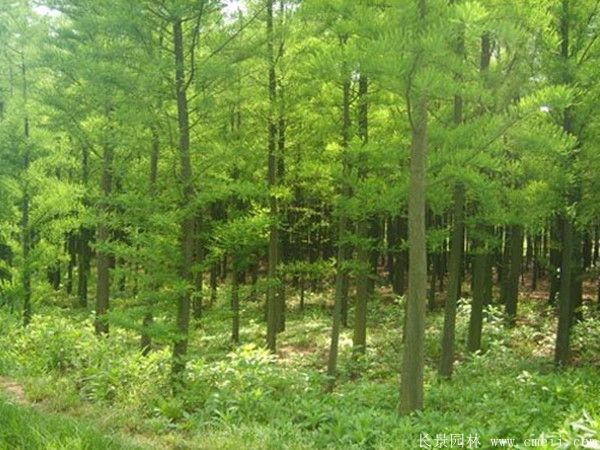 水杉樹圖片水杉樹基地實拍 水杉樹圖片水杉樹基地實拍