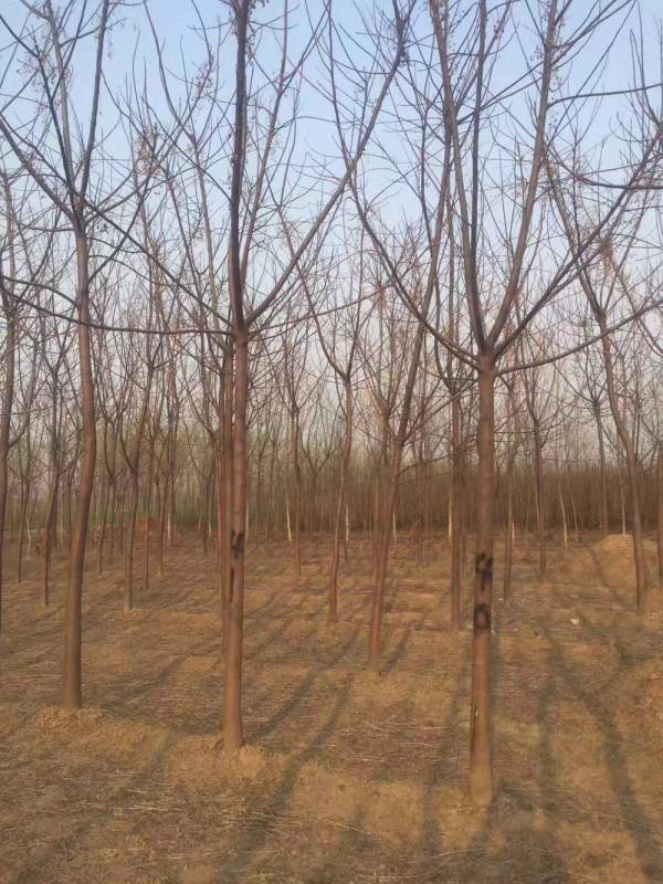 苦楝樹圖片苦楝樹基地實(shí)拍 苦楝樹圖片苦楝樹基地實(shí)拍