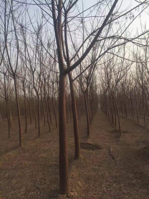 苦楝樹圖片苦楝樹基地實(shí)拍 苦楝樹圖片苦楝樹基地實(shí)拍