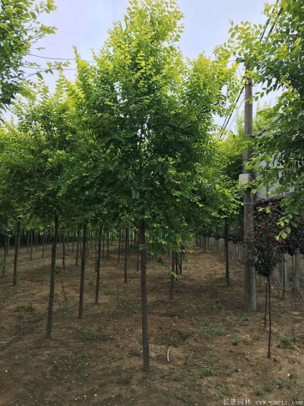 金葉榆圖片金葉榆基地實(shí)拍 金葉榆圖片金葉榆基地實(shí)拍