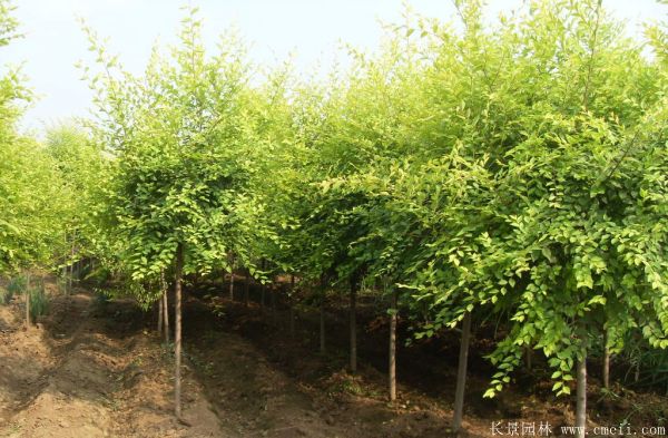 金葉榆圖片金葉榆基地實(shí)拍 金葉榆圖片金葉榆基地實(shí)拍