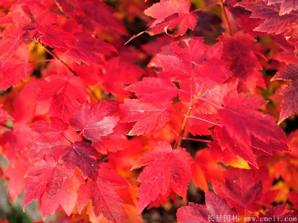 美國(guó)紅楓圖片美國(guó)紅楓基地實(shí)拍 美國(guó)紅楓圖片美國(guó)紅楓基地實(shí)拍