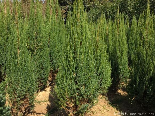 刺柏圖片刺柏基地實(shí)拍 刺柏圖片刺柏基地實(shí)拍