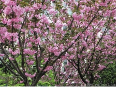 櫻花樹(shù)桿是什么顏色？