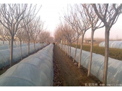 櫻花多少錢(qián)一棵？