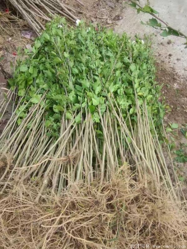 木槿花小苗圖片基地實(shí)拍 木槿花小苗圖片基地實(shí)拍