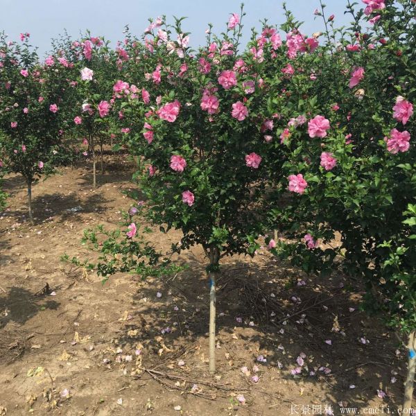 木槿花圖片基地實(shí)拍 木槿花圖片基地實(shí)拍