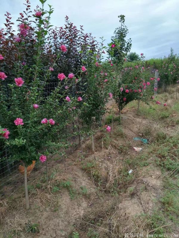 重瓣大花木槿樹圖片基地實(shí)拍 重瓣大花木槿樹圖片基地實(shí)拍