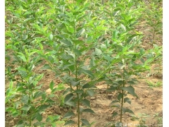 求購(gòu)櫻花樹(shù)苗，選擇一家優(yōu)質(zhì),價(jià)低，誠(chéng)信高的供