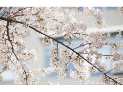 櫻花樹(shù)苗哪里有賣(mài)？麻煩推薦一家大型，有誠(chéng)信
