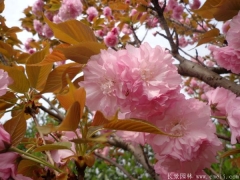 「內(nèi)部文件」江蘇櫻花樹(shù)苗批發(fā)價(jià)格單曝光！