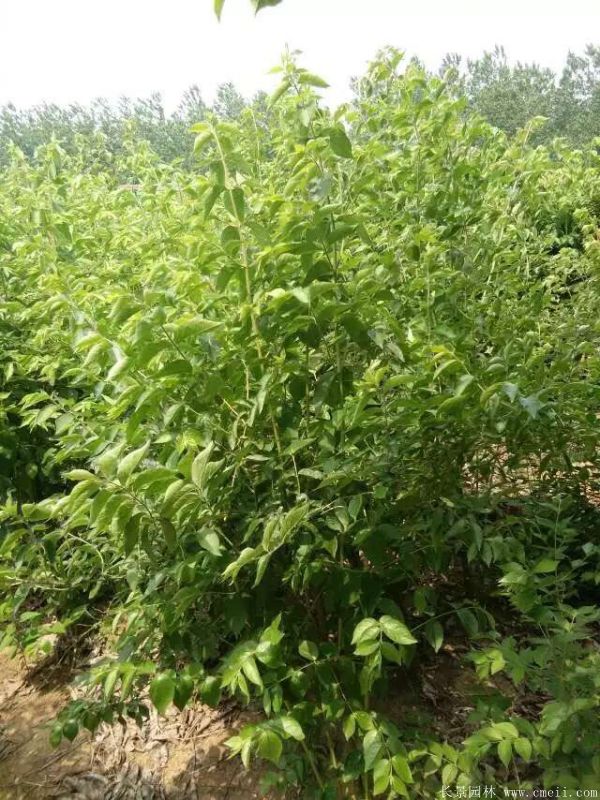 金銀木圖片基地實(shí)拍 金銀木圖片基地實(shí)拍