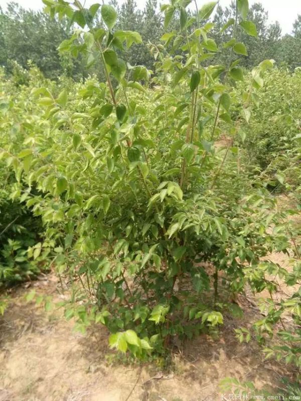 金銀木圖片基地實(shí)拍 金銀木圖片基地實(shí)拍