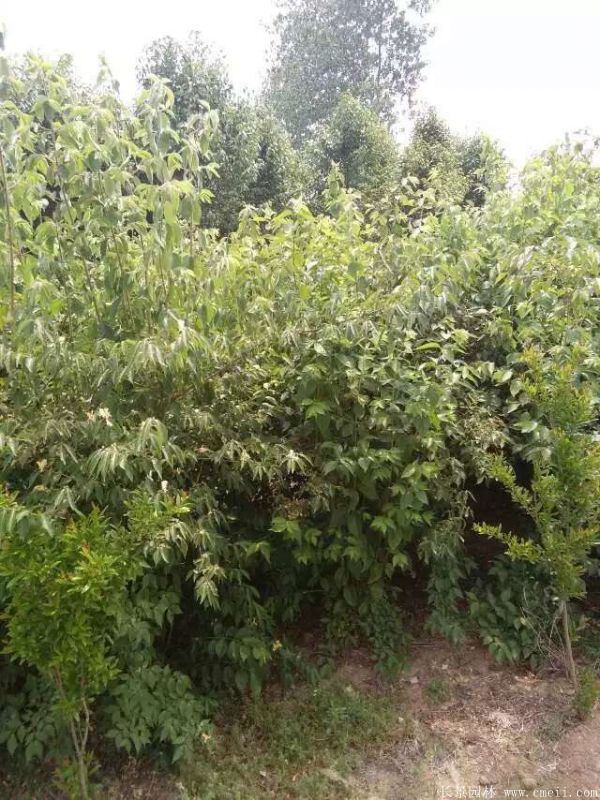 金銀木圖片基地實(shí)拍 金銀木圖片基地實(shí)拍