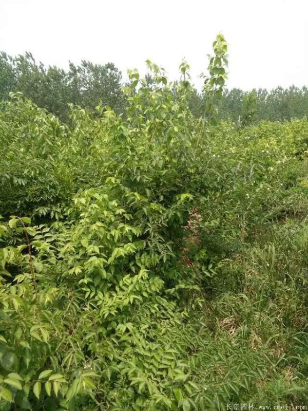 金銀木圖片基地實(shí)拍 金銀木圖片基地實(shí)拍