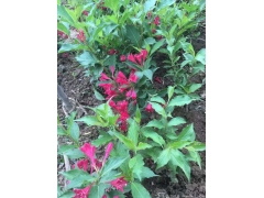 50公分紅王子錦帶價(jià)格是多少？