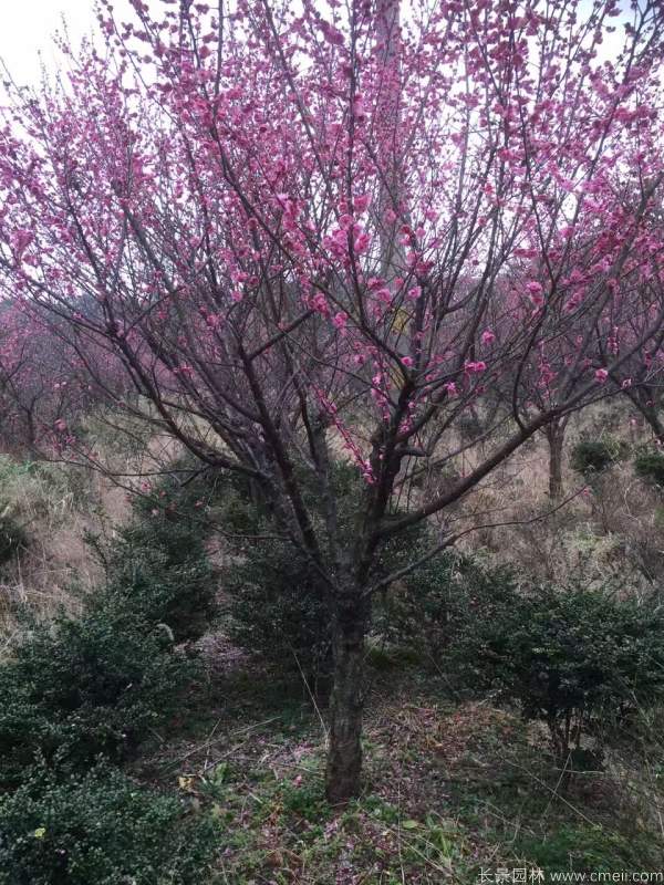 紅梅樹(shù)紅梅花圖片基地實(shí)拍 紅梅樹(shù)紅梅花圖片基地實(shí)拍
