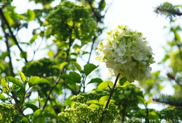 繡球花圖片基地實拍 繡球花圖片基地實拍