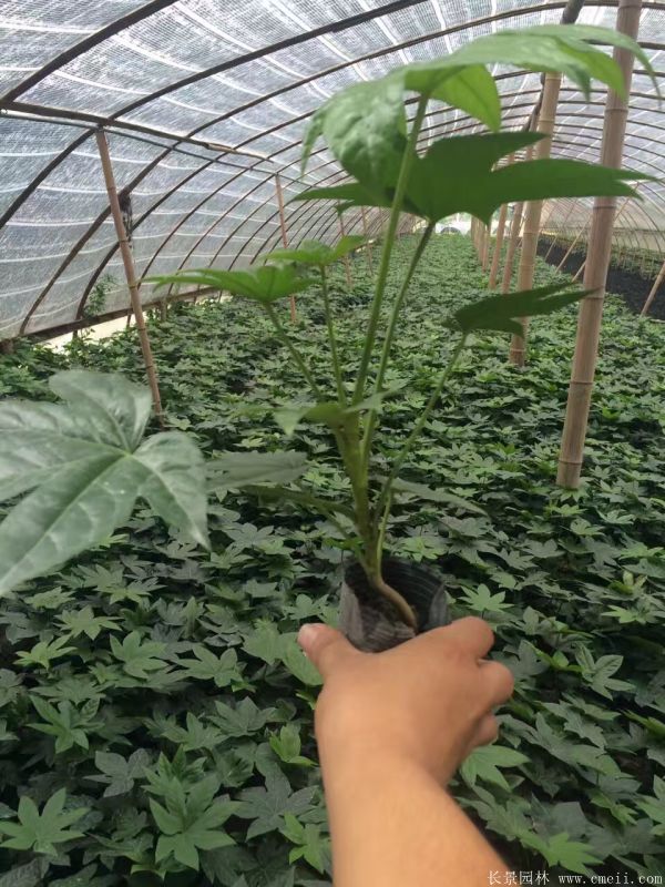 八角金盤圖片基地實(shí)拍 八角金盤圖片基地實(shí)拍