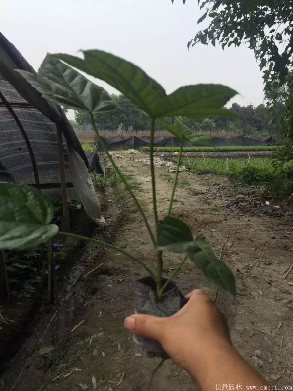 八角金盤圖片基地實拍 八角金盤圖片基地實拍