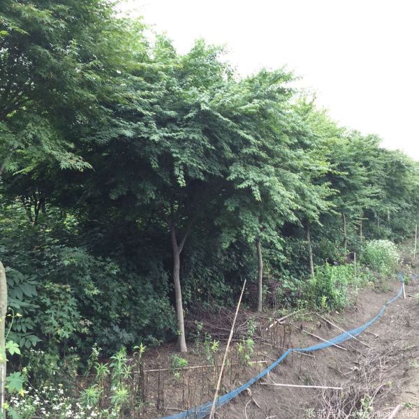 雞爪槭圖片基地實拍 雞爪槭圖片基地實拍