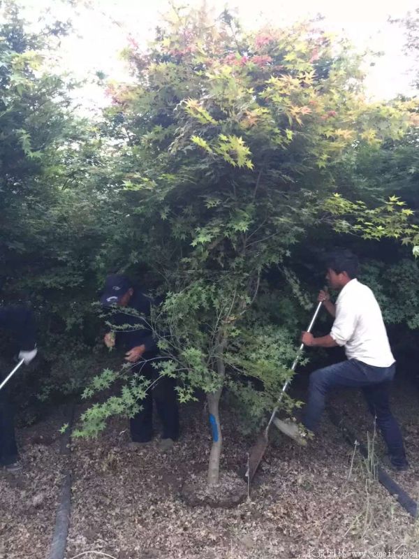 雞爪槭圖片基地實拍 雞爪槭圖片基地實拍