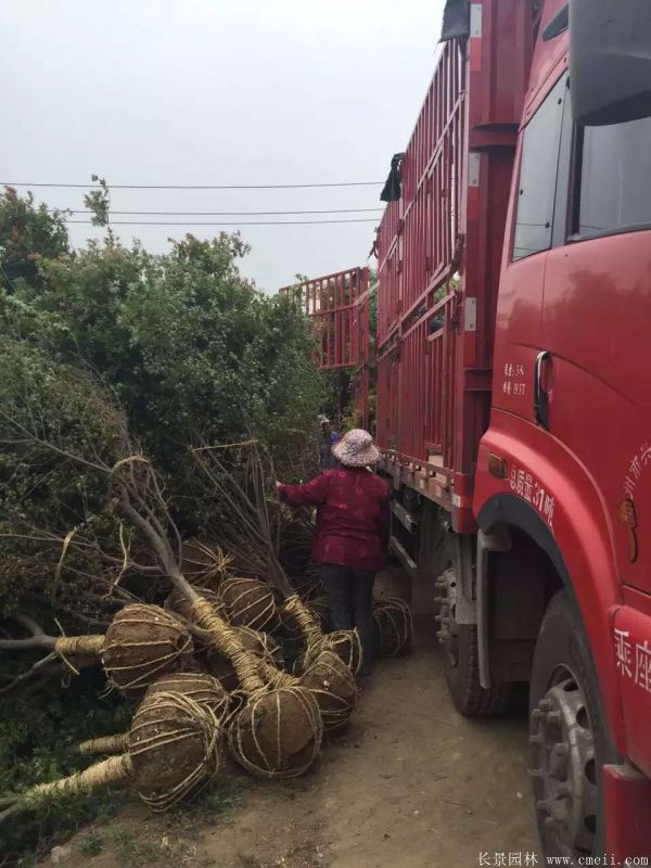 雞爪槭圖片基地實拍 雞爪槭圖片基地實拍
