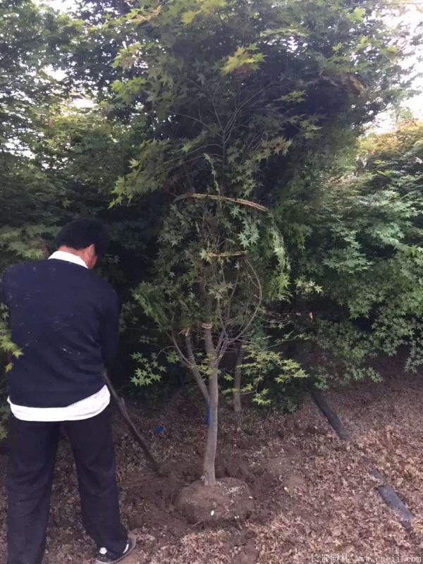 雞爪槭圖片基地實拍 雞爪槭圖片基地實拍