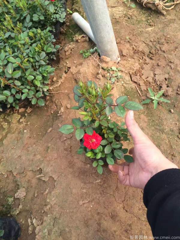 鉆石月季圖片基地實拍 鉆石月季圖片基地實拍