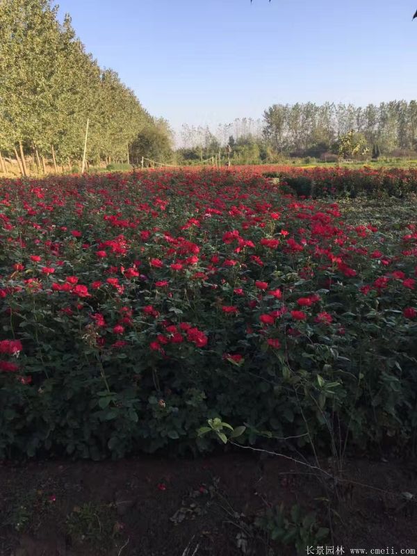 紅帽月季圖片基地實拍 紅帽月季圖片基地實拍