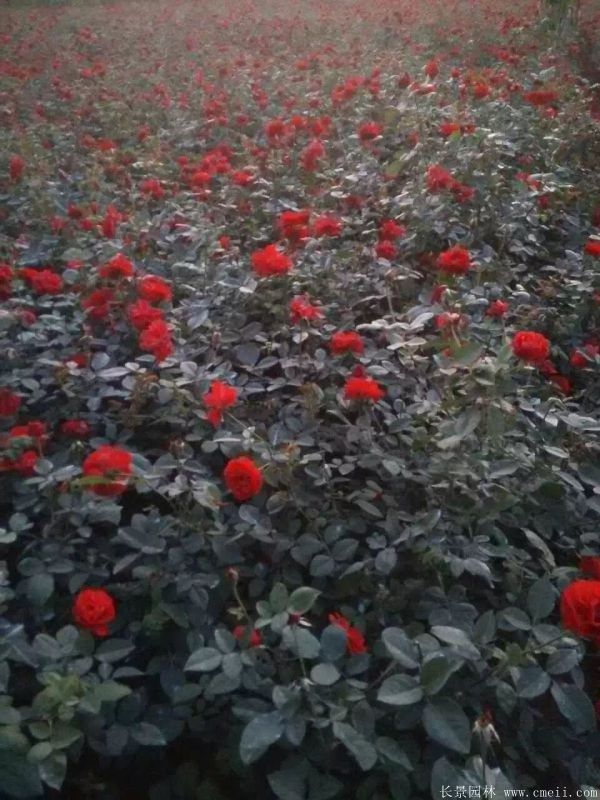 紅帽月季圖片基地實拍 紅帽月季圖片基地實拍