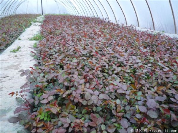 紅帽月季圖片基地實拍 紅帽月季圖片基地實拍