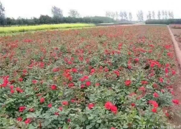 紅帽月季圖片基地實拍 紅帽月季圖片基地實拍