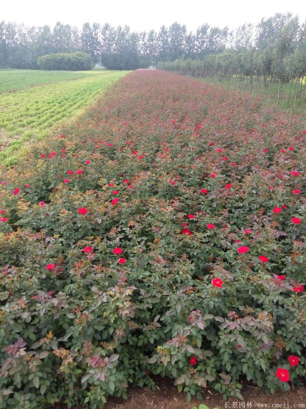 紅帽月季圖片基地實拍 紅帽月季圖片基地實拍