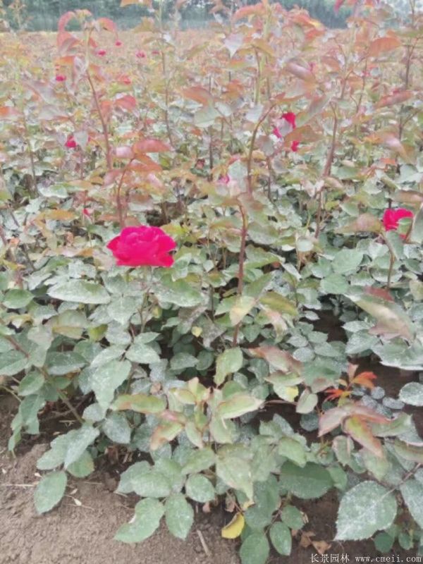 紅帽月季圖片基地實拍 紅帽月季圖片基地實拍