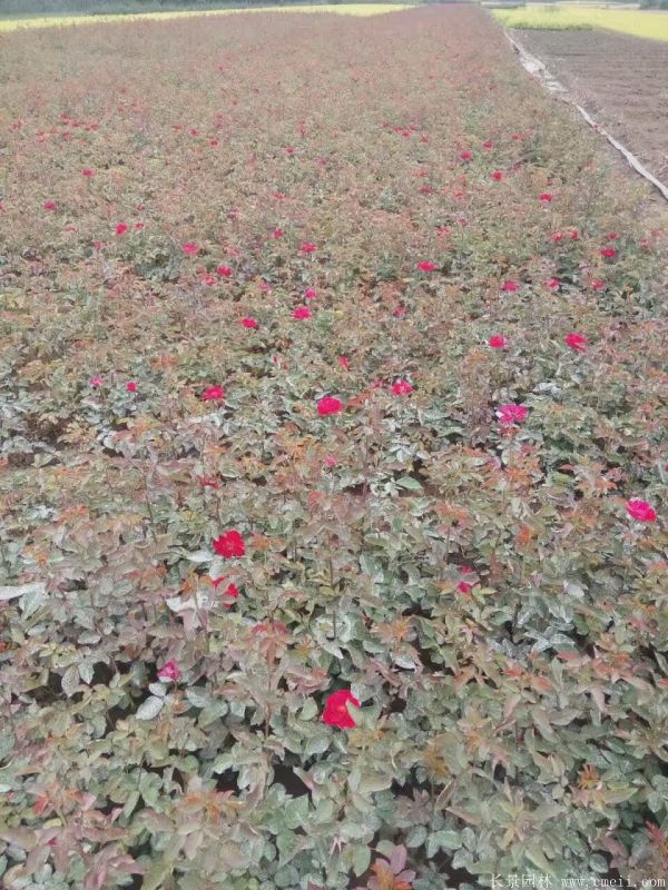 紅帽月季圖片基地實拍 紅帽月季圖片基地實拍