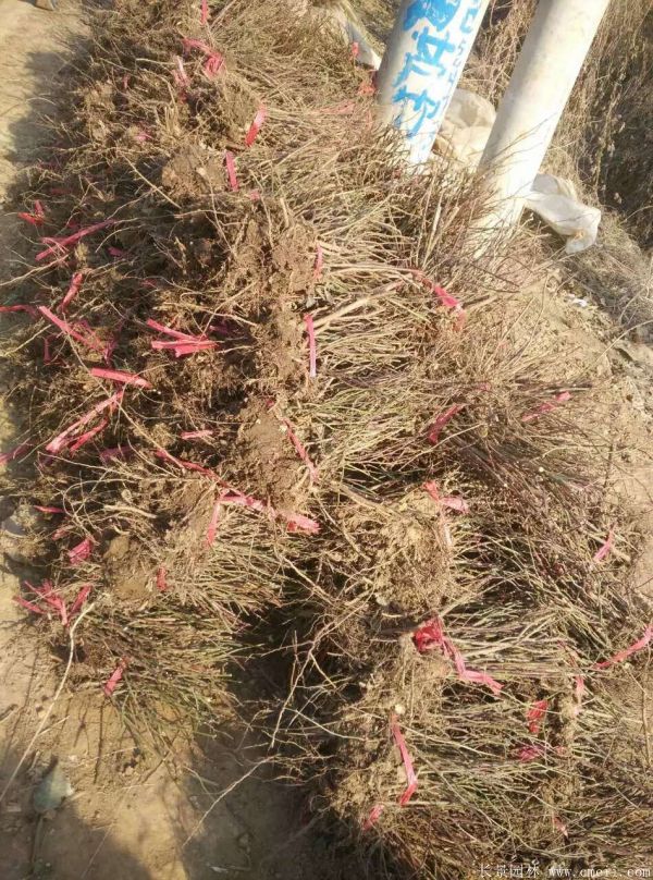 紅帽月季圖片基地實拍 紅帽月季圖片基地實拍