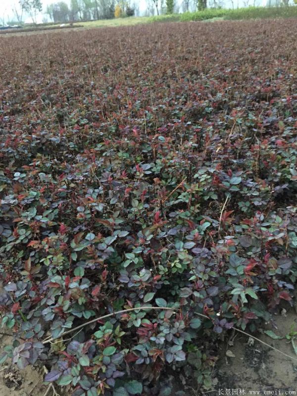 紅帽月季圖片基地實拍 紅帽月季圖片基地實拍
