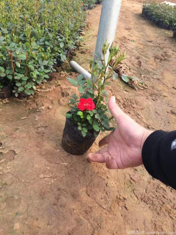 微型月季圖片基地實(shí)拍 微型月季圖片基地實(shí)拍